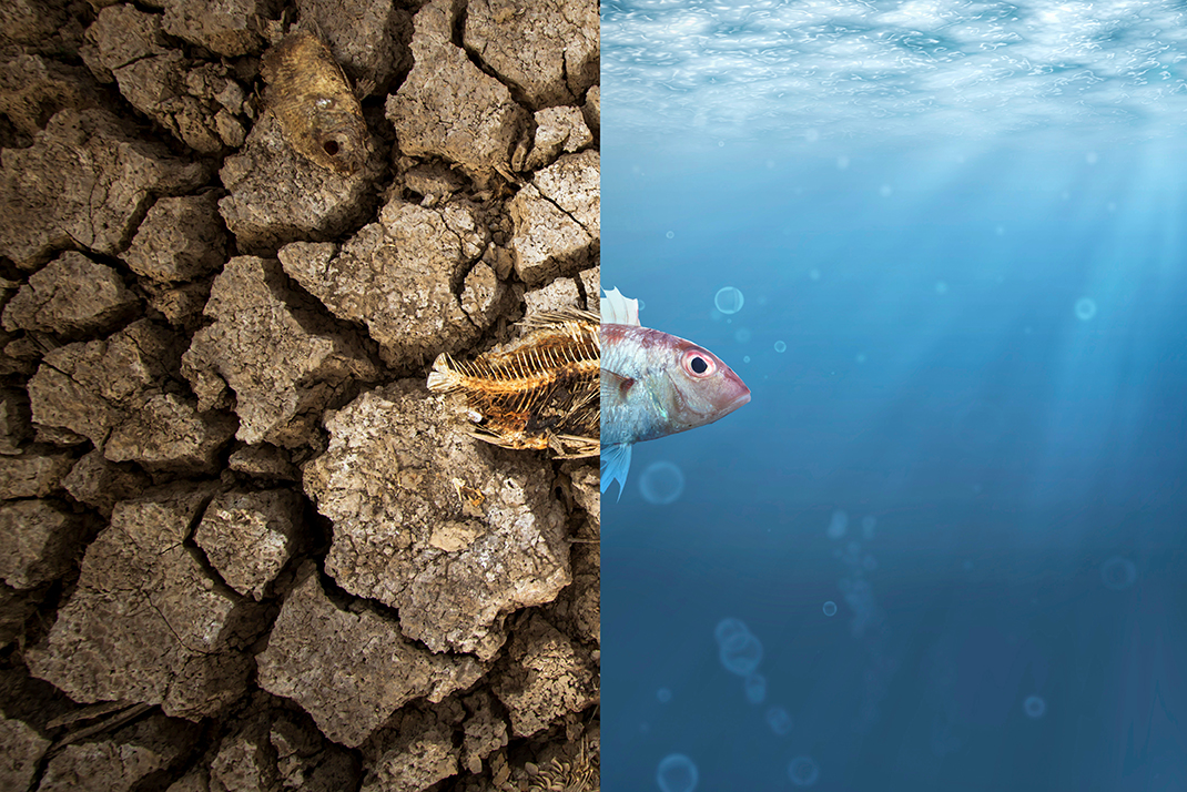 Fish boanes in dirty water vs healthy fish in fresh water